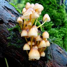 Attēlu rezultāti vaicājumam “Mycena renati”