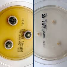 Attēlu rezultāti vaicājumam “Badhamia bethelii spores”