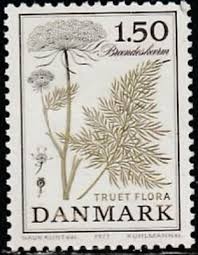 Attēlu rezultāti vaicājumam “Cnidium dubium”