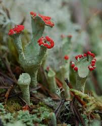 Attēlu rezultāti vaicājumam “Cladonia”