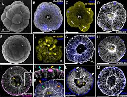 Attēlu rezultāti vaicājumam “Aurelia aurita”