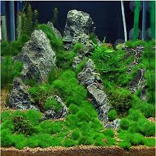 Imagini pentru Cladophora aegagropila