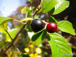 Attēlu rezultāti vaicājumam “Frangula alnus fruit”