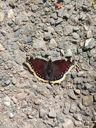 Attēlu rezultāti vaicājumam “Nymphalidae”