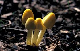 Attēlu rezultāti vaicājumam “Bolbitius vitellinus”