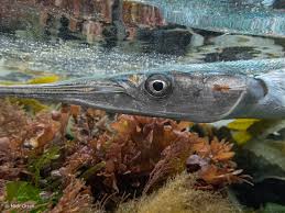 Attēlu rezultāti vaicājumam “Belone belone”