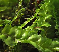 Attēlu rezultāti vaicājumam “Harpanthus flotovianus cells”