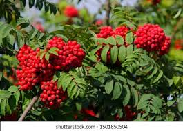 Attēlu rezultāti vaicājumam “Sorbus aucuparia fruit”