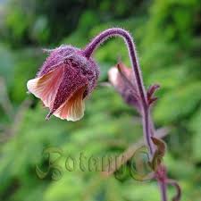 Attēlu rezultāti vaicājumam “Lathyrus vernus bud”