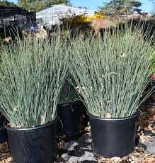 Attēlu rezultāti vaicājumam “Juncus inflexus bud”