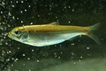 Image result for Alosa alosa