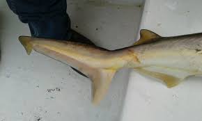 Image result for Sphyrna corona