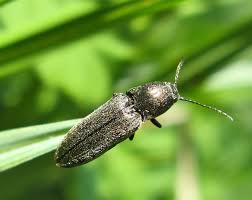 Attēlu rezultāti vaicājumam “Dasytes caeruleus imago”