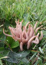 Attēlu rezultāti vaicājumam “Clavaria fumosa”