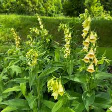 Image result for Digitalis grandiflora