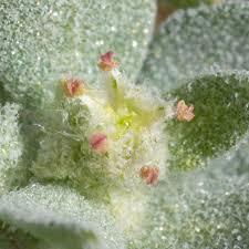 Attēlu rezultāti vaicājumam “Atriplex calotheca flower”