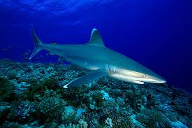 Image result for Carcharhinus albimarginatus