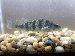 Image result for Perca flavescens