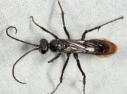 Attēlu rezultāti vaicājumam “Pompilidae”