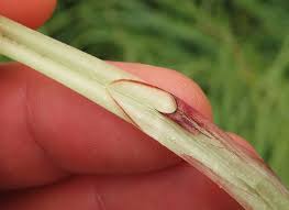 Attēlu rezultāti vaicājumam “Carex acutiformis leaf”