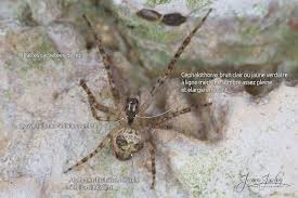 Attēlu rezultāti vaicājumam “Metellina merianae”