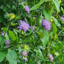Image result for Knautia dipsacifolia