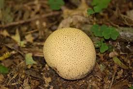 Attēlu rezultāti vaicājumam “Sclerophora pallida”