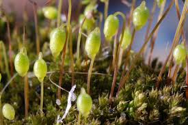 Attēlu rezultāti vaicājumam “Bryum”