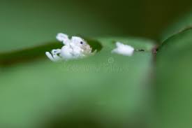 Attēlu rezultāti vaicājumam “Eriocampa ovata larva”