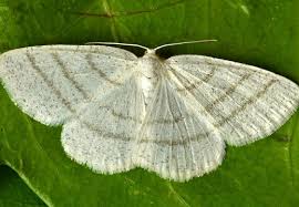 Attēlu rezultāti vaicājumam “Cabera pusaria”