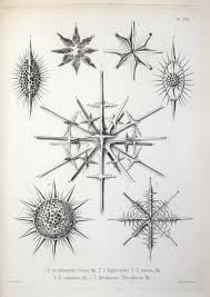 Image result for ernst haeckel