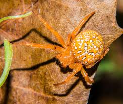 Attēlu rezultāti vaicājumam “Aranei exuvia”