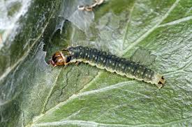 Attēlu rezultāti vaicājumam “Lozotaenia forsterana”