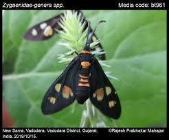 Attēlu rezultāti vaicājumam “Zygaenidae”