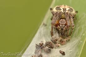 Attēlu rezultāti vaicājumam “Larinioides cornutus”