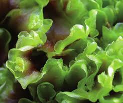 Attēlu rezultāti vaicājumam “Pellia neesiana”