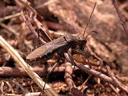 Attēlu rezultāti vaicājumam “Alydus calcaratus”