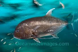 Image result for Caranx ignobilis