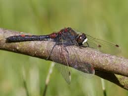 Attēlu rezultāti vaicājumam “Leucorrhinia rubicunda”