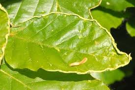 Attēlu rezultāti vaicājumam “Acalitus longisetosus”