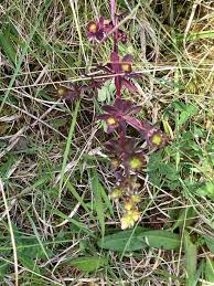 Attēlu rezultāti vaicājumam “Cephalozia loitlesbergeri”