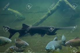 Image result for Polyodon spathula