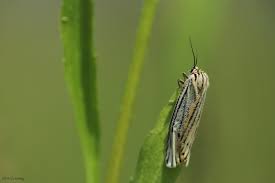 Attēlu rezultāti vaicājumam “Siona lineata”