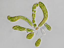 Attēlu rezultāti vaicājumam “Ophiotheca sp.”