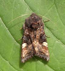 Attēlu rezultāti vaicājumam “Euplexia lucipara”