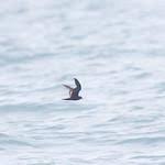 Image result for Oceanodroma monorhis