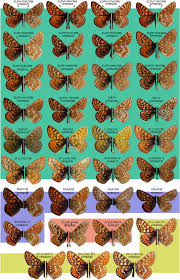 Attēlu rezultāti vaicājumam “Euphydryas maturna underside”