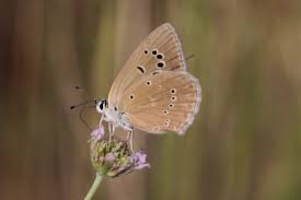 Attēlu rezultāti vaicājumam “Agrodiaetus damon underside”