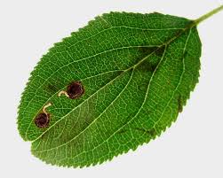 Attēlu rezultāti vaicājumam “Gelechia scotinella”