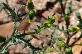 Attēlu rezultāti vaicājumam “Senecio vulgaris flower”